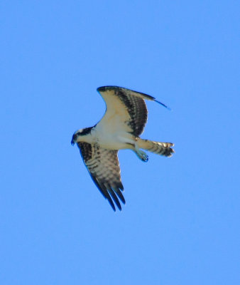IMG_9669RS.JPG