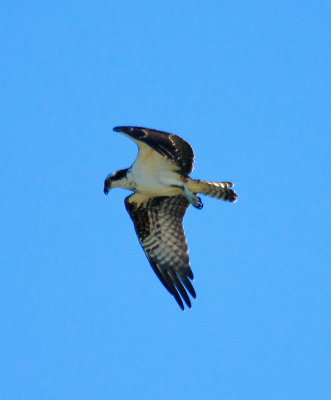 IMG_9672RS.JPG