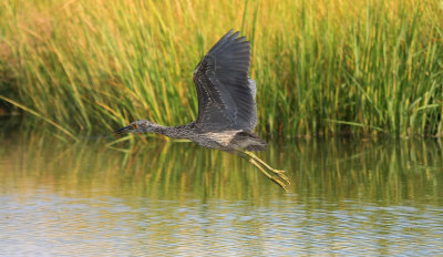 Yellow-crowned Night Heron