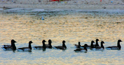 Brant Goose