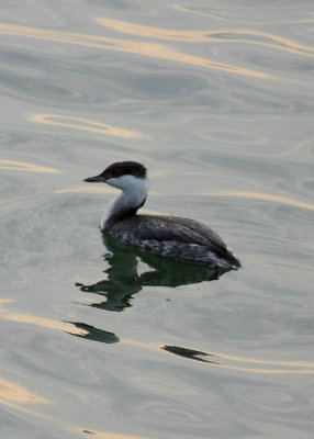 Horned Grebe