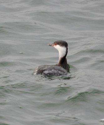 Horned Grebe