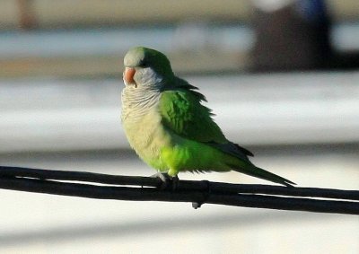 Parakeet