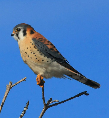 American Kestrel