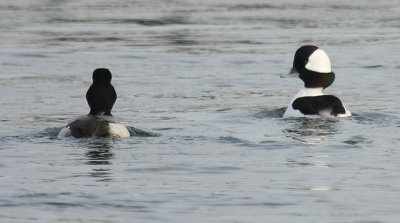 Bufflehead
