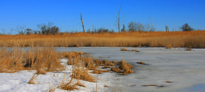 IMG_1217RS.jpg