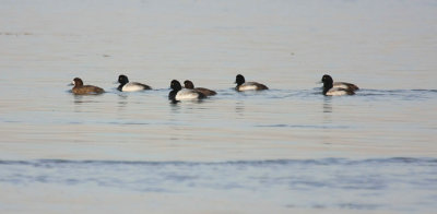 Scaup