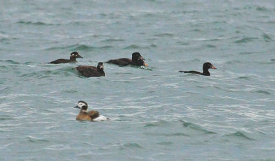 Surf Scoter