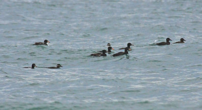 Surf Scoter