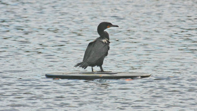 Cormorant