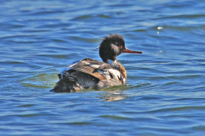Red-breasted Merganser