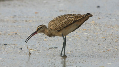 Whimbrel