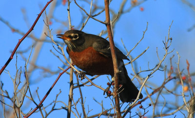 American Robin