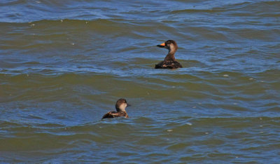 Black Scoter