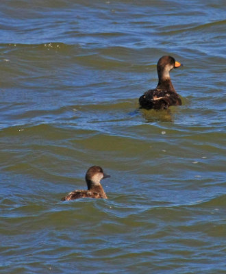 Black Scoter
