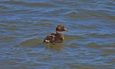 Black Scoter