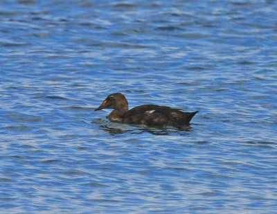 Black Scoter