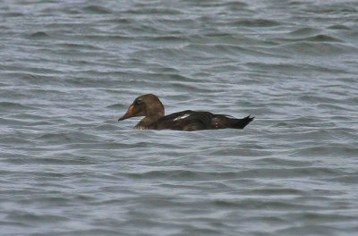 Black Scoter