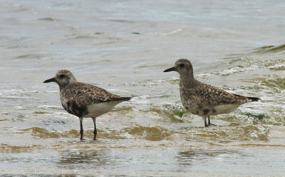 Black-bellied Plover