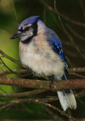 Jay