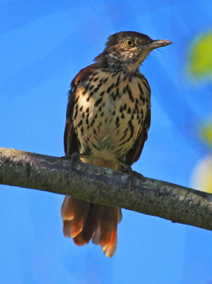 Brown Thrasher