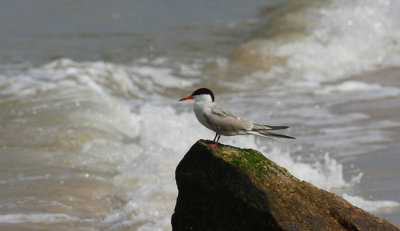 IMG_0524RS.jpg