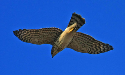 Cooper's Hawk