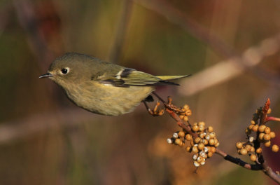 Ruby-crowned Kinglet 