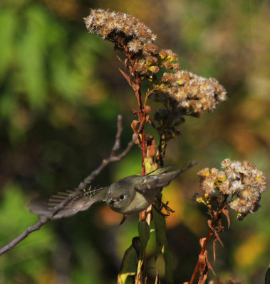 Ruby-crowned Kinglet