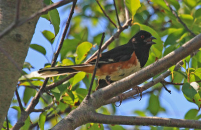 Eastern Towhee