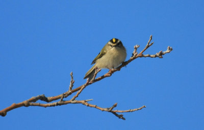 Golden-crowned Kinglet