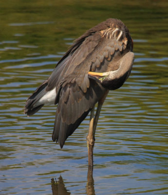 Great Blue Heron