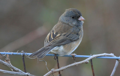 Junco