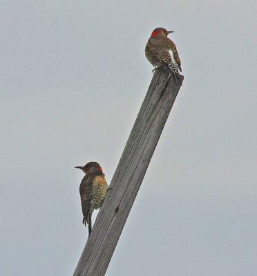 Northern Flicker