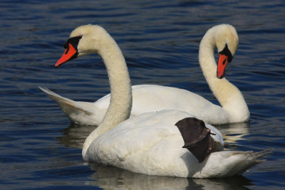 Swan
