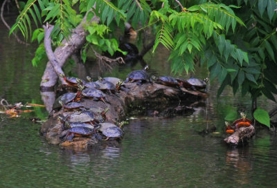 Reptiles & Amphibians
