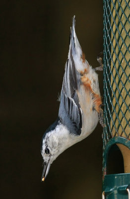White-breasted Nuthatch