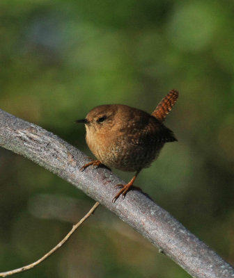 Winter Wren