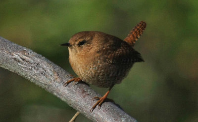 Winter Wren