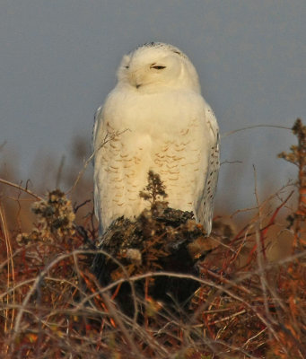 Snowy Owl
