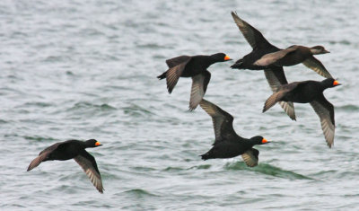 Black Scoter