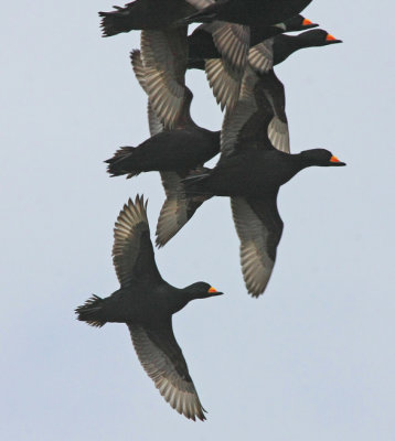 Black Scoter