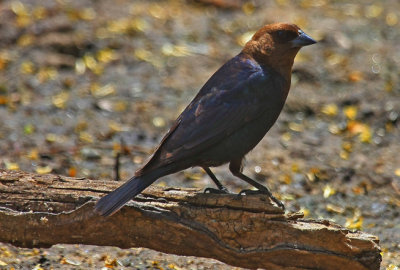 Brown-headed Cowbird