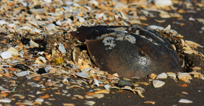 Crustaceons & Horseshoe Crab