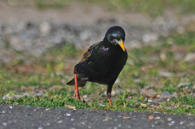 European Starling