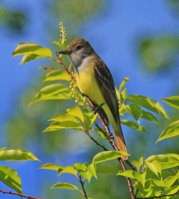 Great-crested Flycatcher