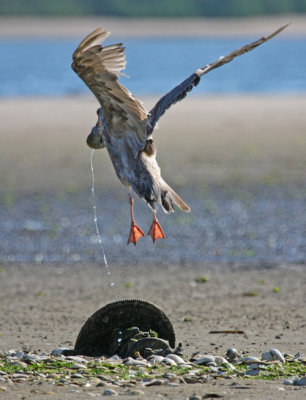  Ring-billed Gull