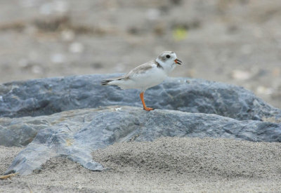 Piping Plover