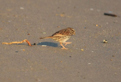 Song Sparrow