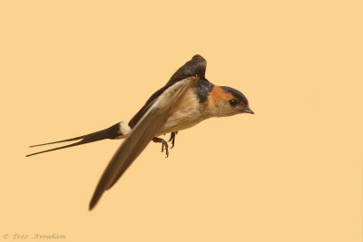 Red rumped Swallow 